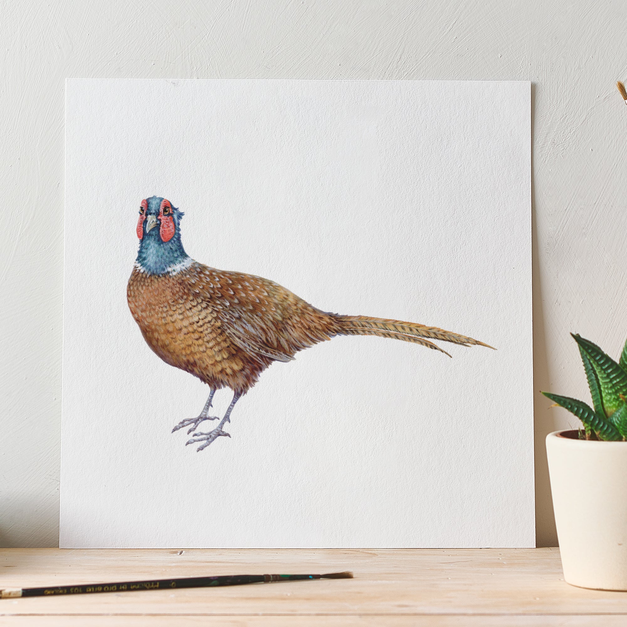 'The Pheasant' Fine Art Unframed Square Print Milo's Gallery